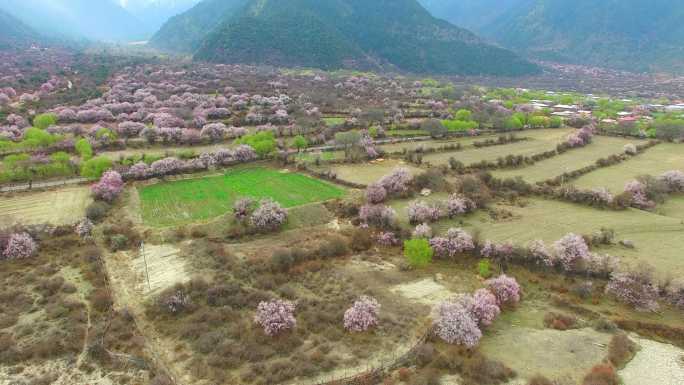 桃花，林芝，西藏西藏风光西藏风景农业发展