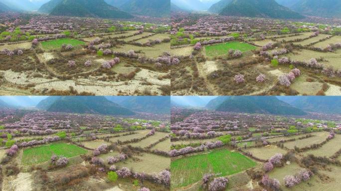 桃花，林芝，西藏西藏风光西藏风景农业发展