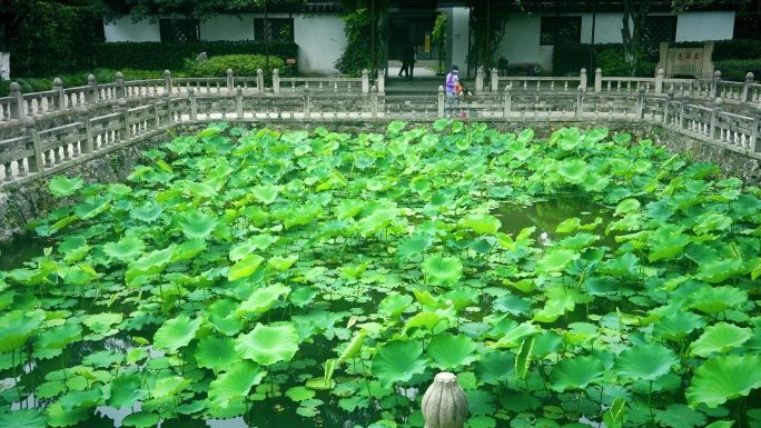 荷花池