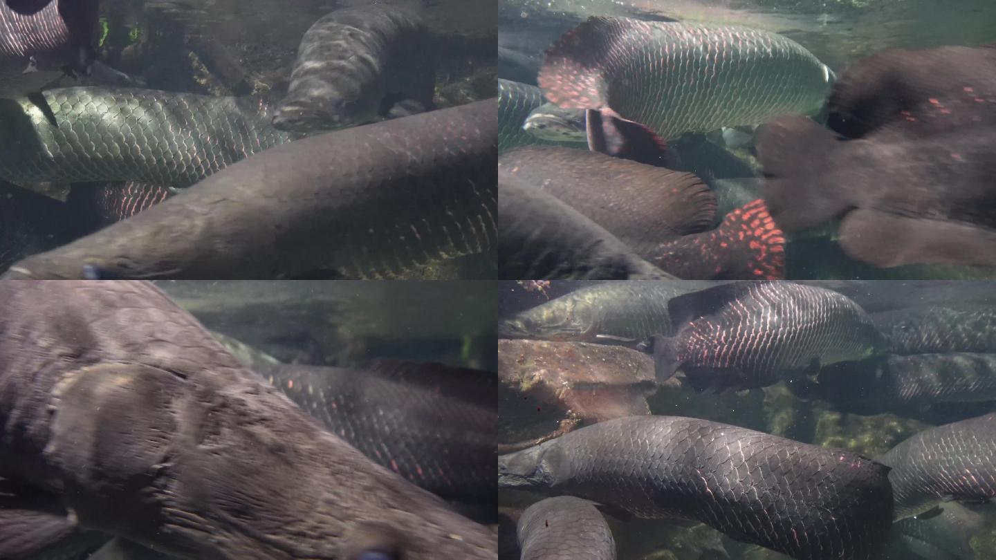 【镜头合集】深水恐惧症巨骨舌鱼水下