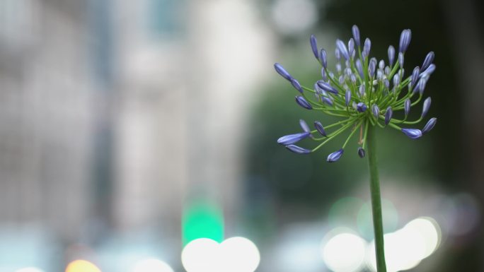 车道边上的花朵