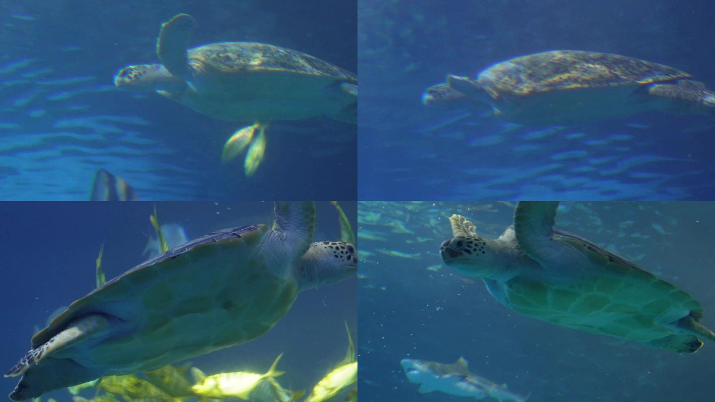 【镜头合集】深海海龟乌龟水龟海底