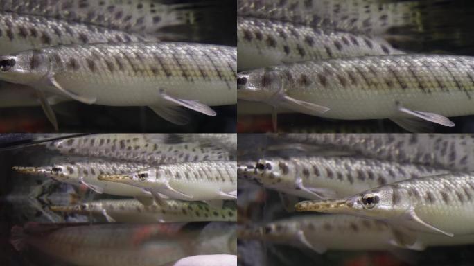 【镜头合集】稀有针鱼梭鱼热带鱼观赏鱼
