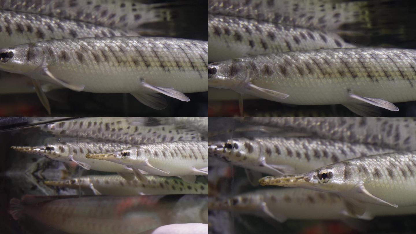 【镜头合集】稀有针鱼梭鱼热带鱼观赏鱼