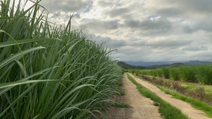从左到右缓慢平移的澳大利亚甘蔗作物