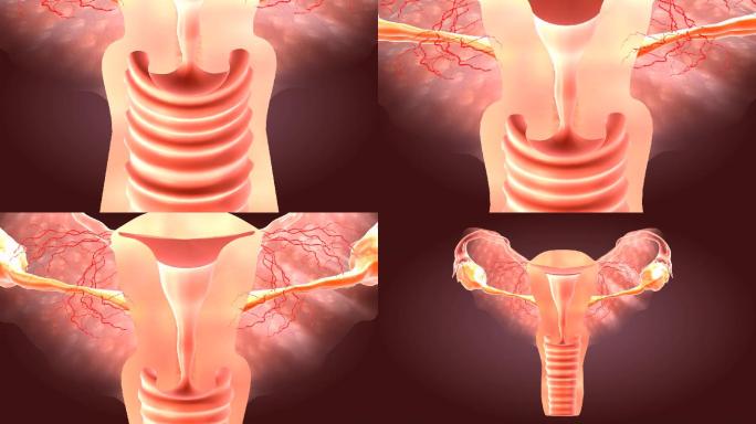 科普健康的子宫呈现粉色，卵巢饱满富有弹性