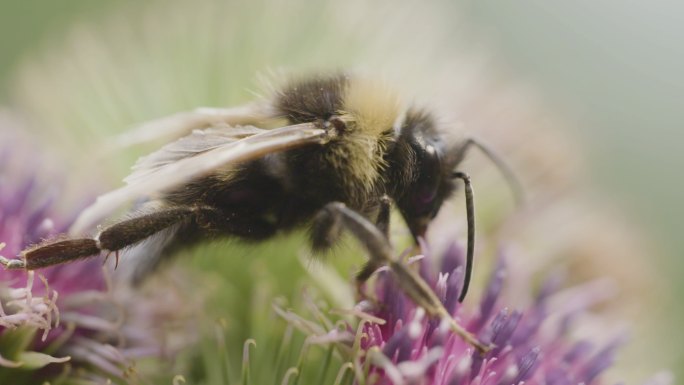蜜蜂觅食花朵采蜜