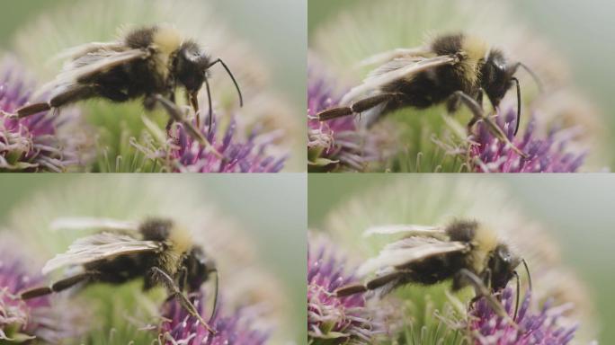 蜜蜂觅食花朵采蜜