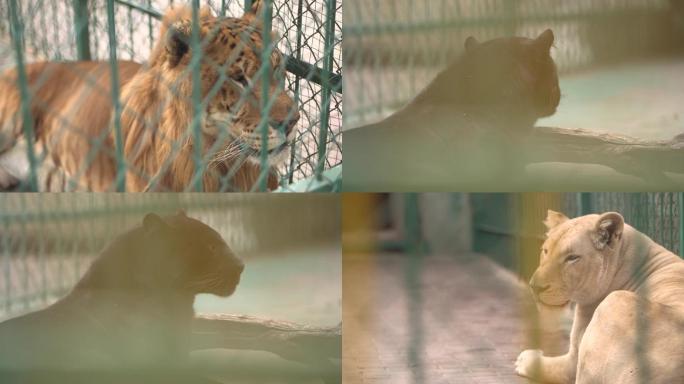 狮子 动物园母狮子 笼子里的狮子