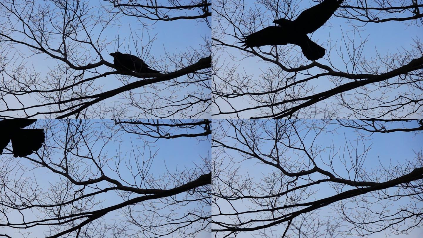 树上的慢镜头黑乌鸦在大阪飞翔