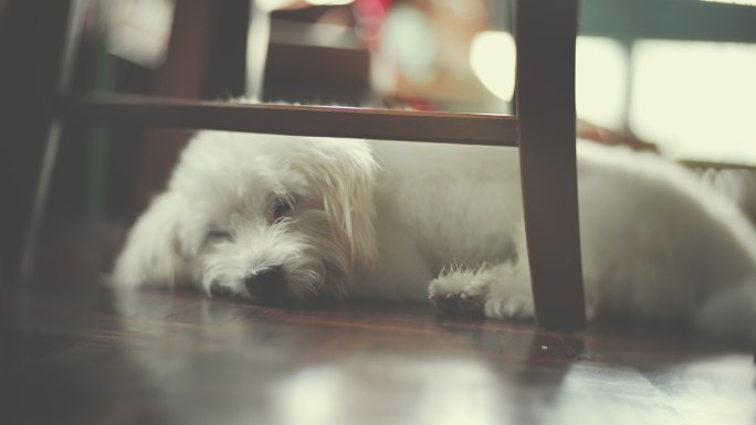 老年犬狗狗空镜狗子