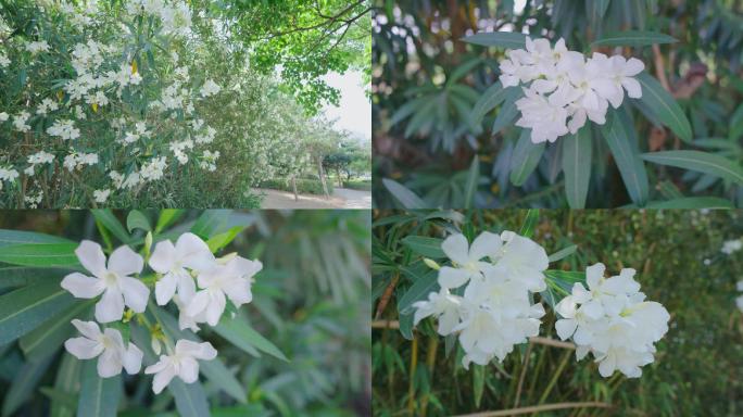 夹竹桃、白色的花、盛开的夹竹桃花