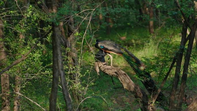 一只美丽的孔雀以慢动作展示其华丽的羽毛