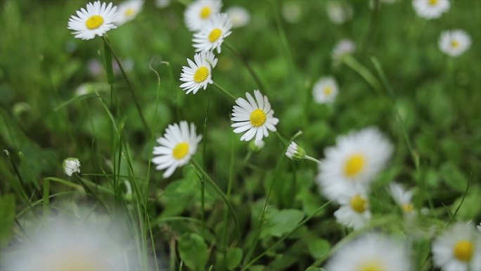 阳光明媚的夏日里，雏菊的田野。小雏菊花的慢镜头视频。