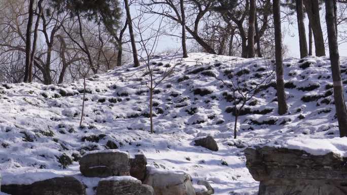 【镜头合集】松树雪松冬季松树林山间