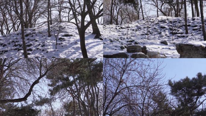 【镜头合集】松树雪松冬季松树林山间