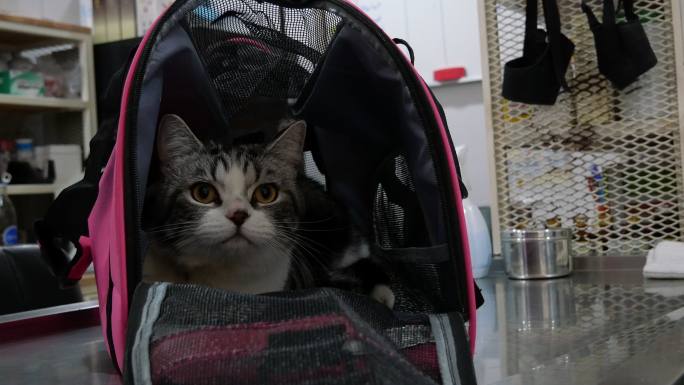猫入行李猫咪
