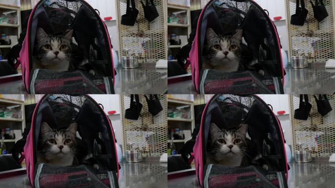 猫入行李猫咪