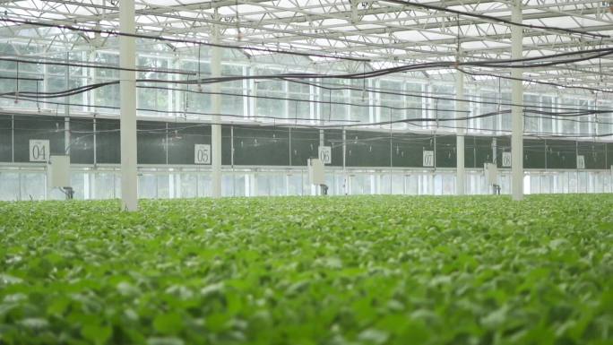 自动浇水 科技温室智慧农业高科技农业温室