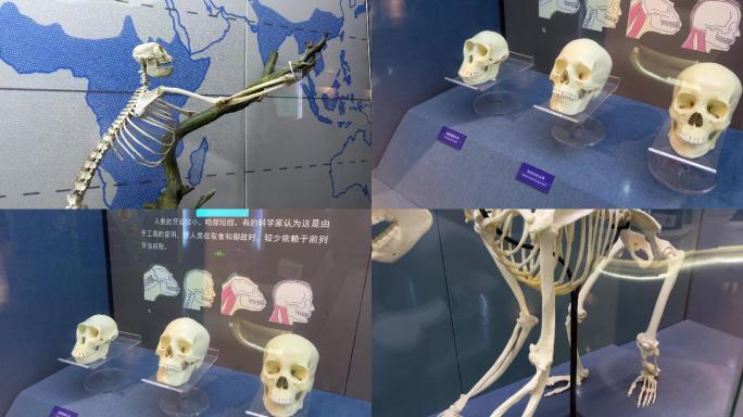 【镜头合集】灵长类生物骨骼猴子骨骼