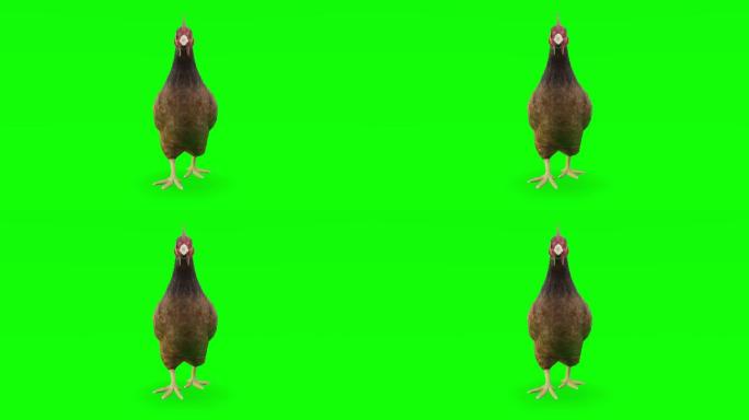 在绿色屏幕上运行鸡肉。动物、野生动物、游戏、返校、3d动画、短片、电影、卡通、有机、色度键、角色动画