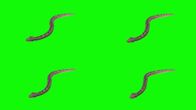 绿色背景上的快速滑翔蛇。动物、野生动物、游戏、返校、3d动画、短片、电影、卡通、有机、色度键、角色动