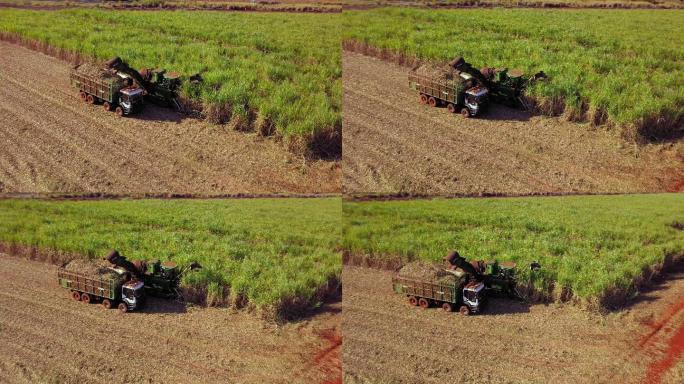 甘蔗的机械收割。甘蔗种植园。无人机空中捕获