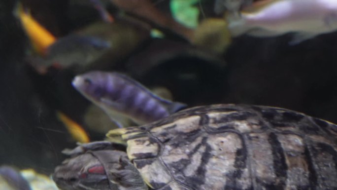 【镜头合集】乌龟巴西龟爬行宠物镇宅游动