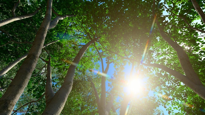 4K 大自然原始森林太阳光照射