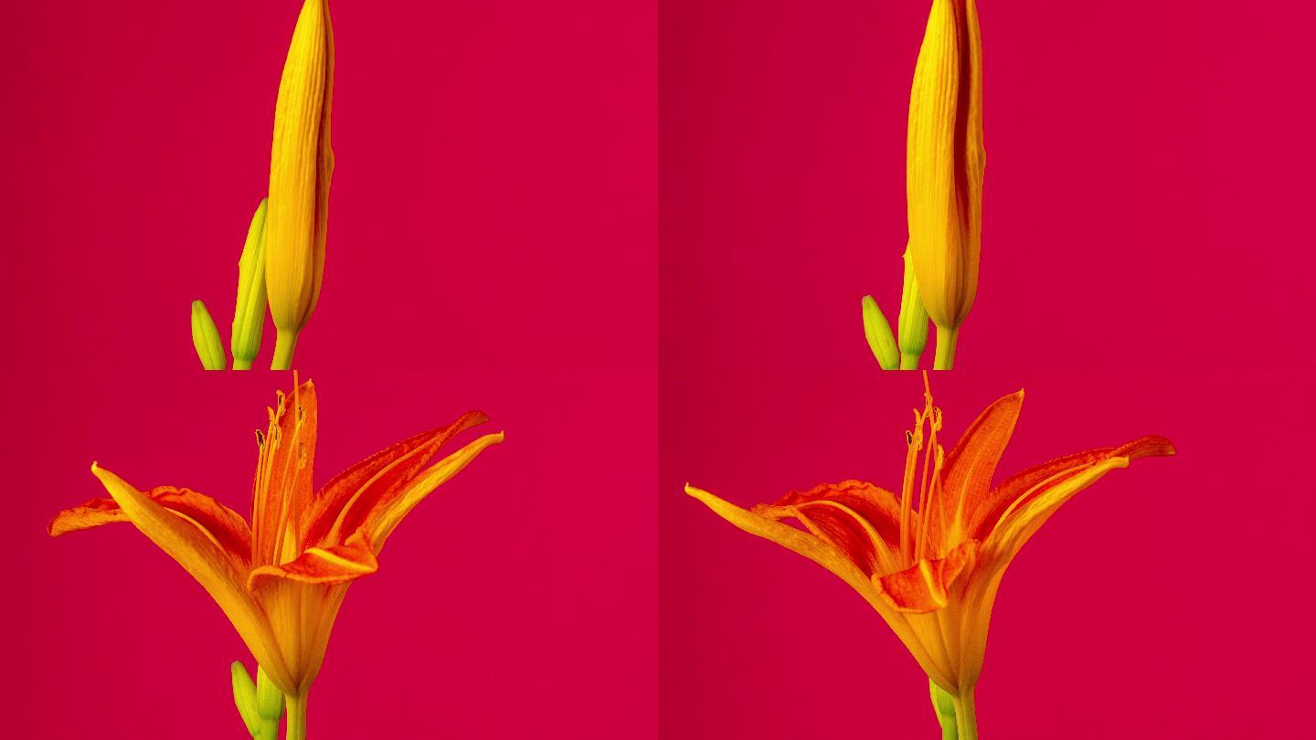 4k的百合花在红色背景上绽放、生长和旋转。盛开的百合花。
