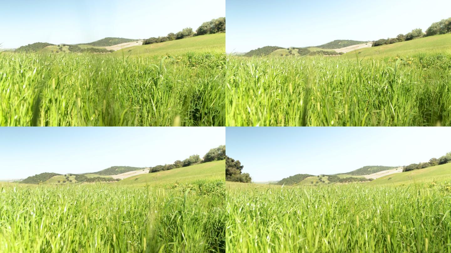 青草和小麦随风飘动