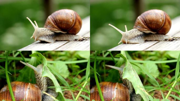 蜗牛宏HD蜗牛吃树叶蜗牛壳爬行