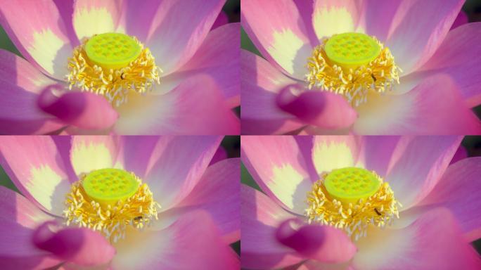 无刺蜜蜂的特写镜头或蜜蜂是一种帮助莲花授粉的昆虫。春季的自然概念。