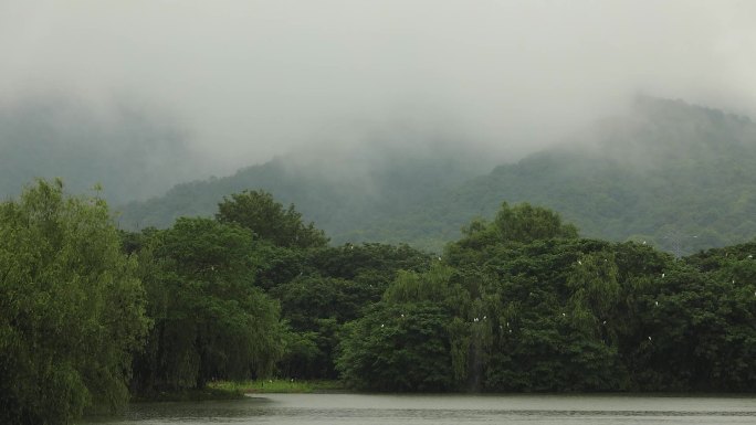 杭州湘湖烟雨白鹭延时视频