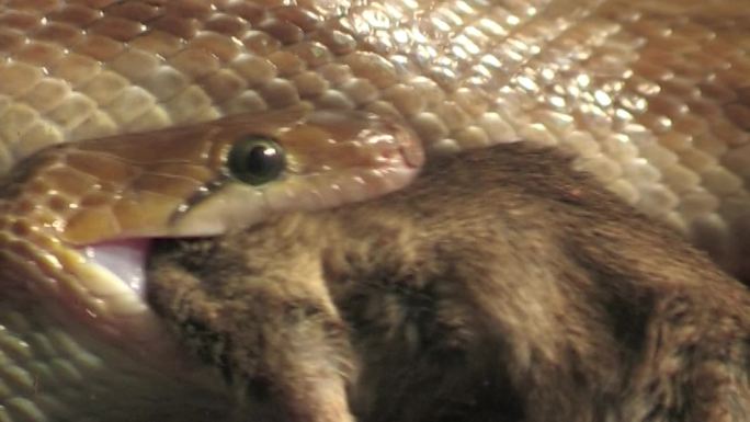 小饰物蛇夜猎鼠捕食吞食动物世界