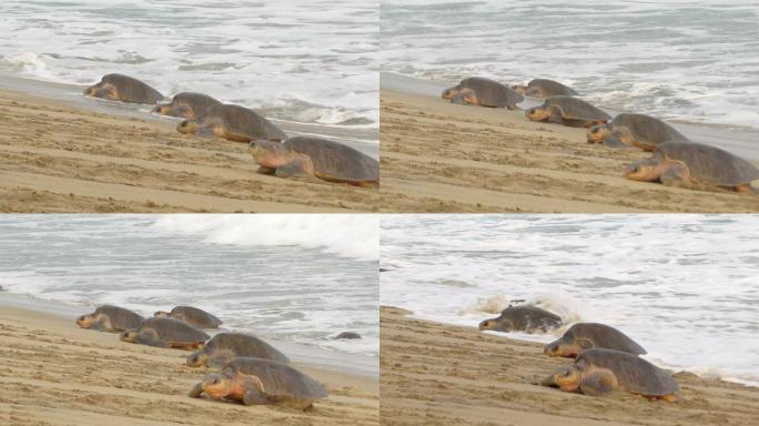 橄榄红海龟海浪浪花海龟上岸海滩沙滩