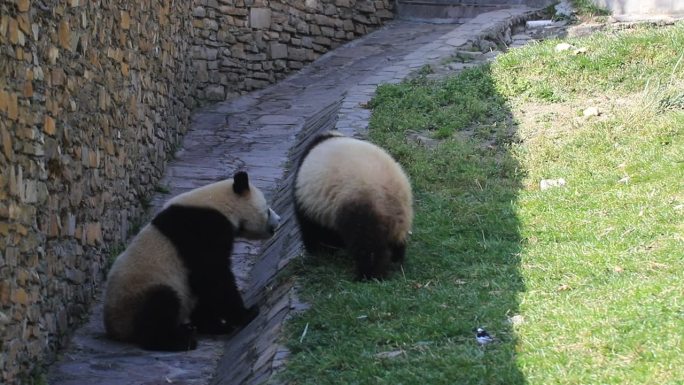 卧龙熊猫基地熊猫玩耍嬉戏