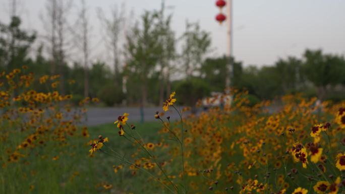 公路路边盛开的金鸡菊花