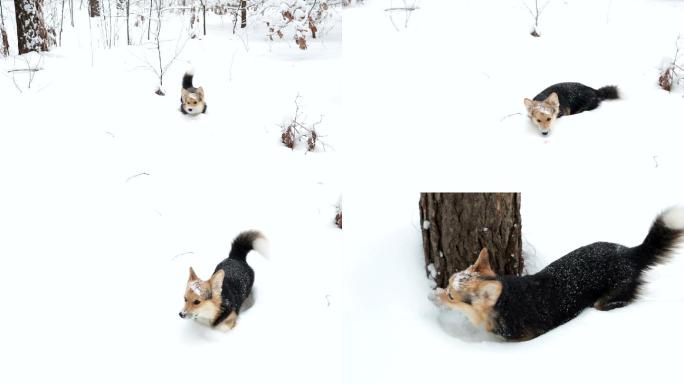 威尔士柯基犬正在冬季森林中行走。