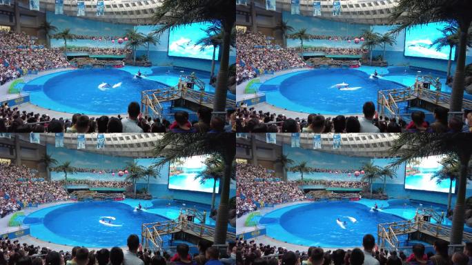 海洋公园表演海豚表演