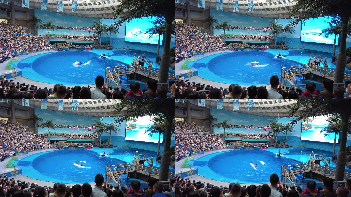 海洋公园表演海豚表演