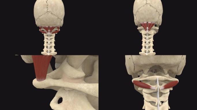 枕下肌群3D动画