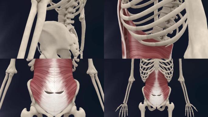 腹横肌3D动画/人体三维动画