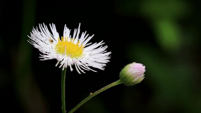 生态植物野花野草路边一年蓬特写