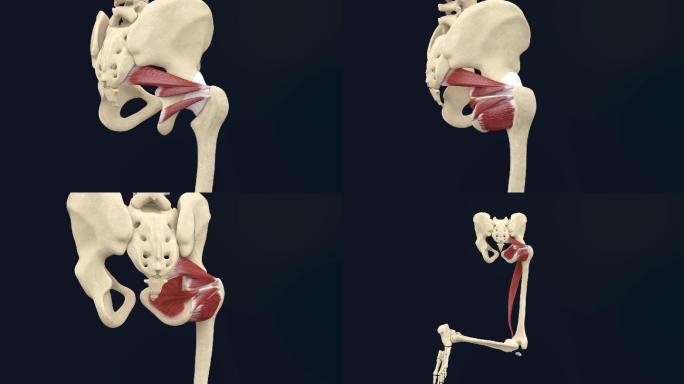 肌腱袖3D动画