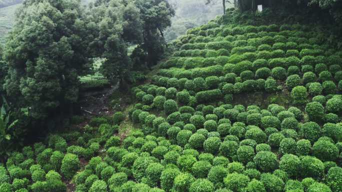 雾茶山雾茶山茶山茶叶种植