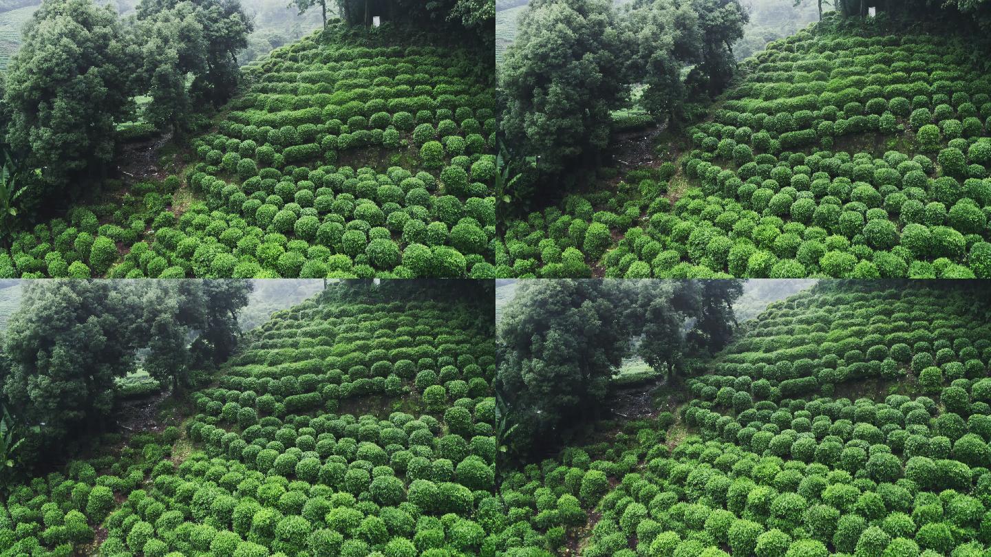 雾茶山雾茶山茶山茶叶种植