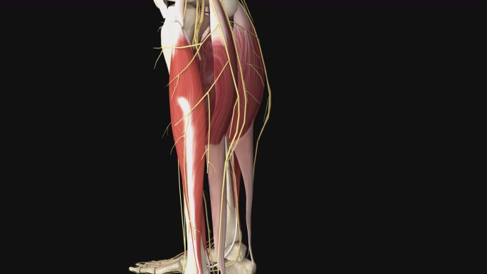 腿部抽筋3D动画/人体三维动画