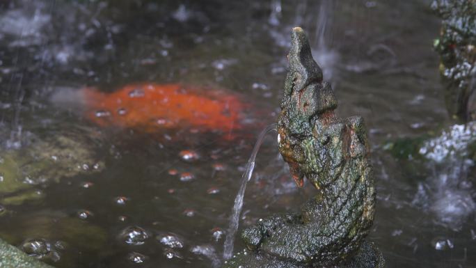 池塘里的金鱼水面流水水泡