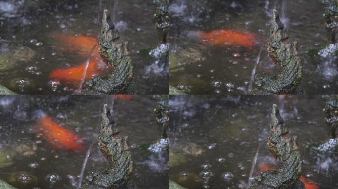 池塘里的金鱼水面流水水泡